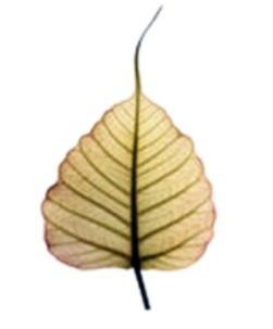 Leaf logo